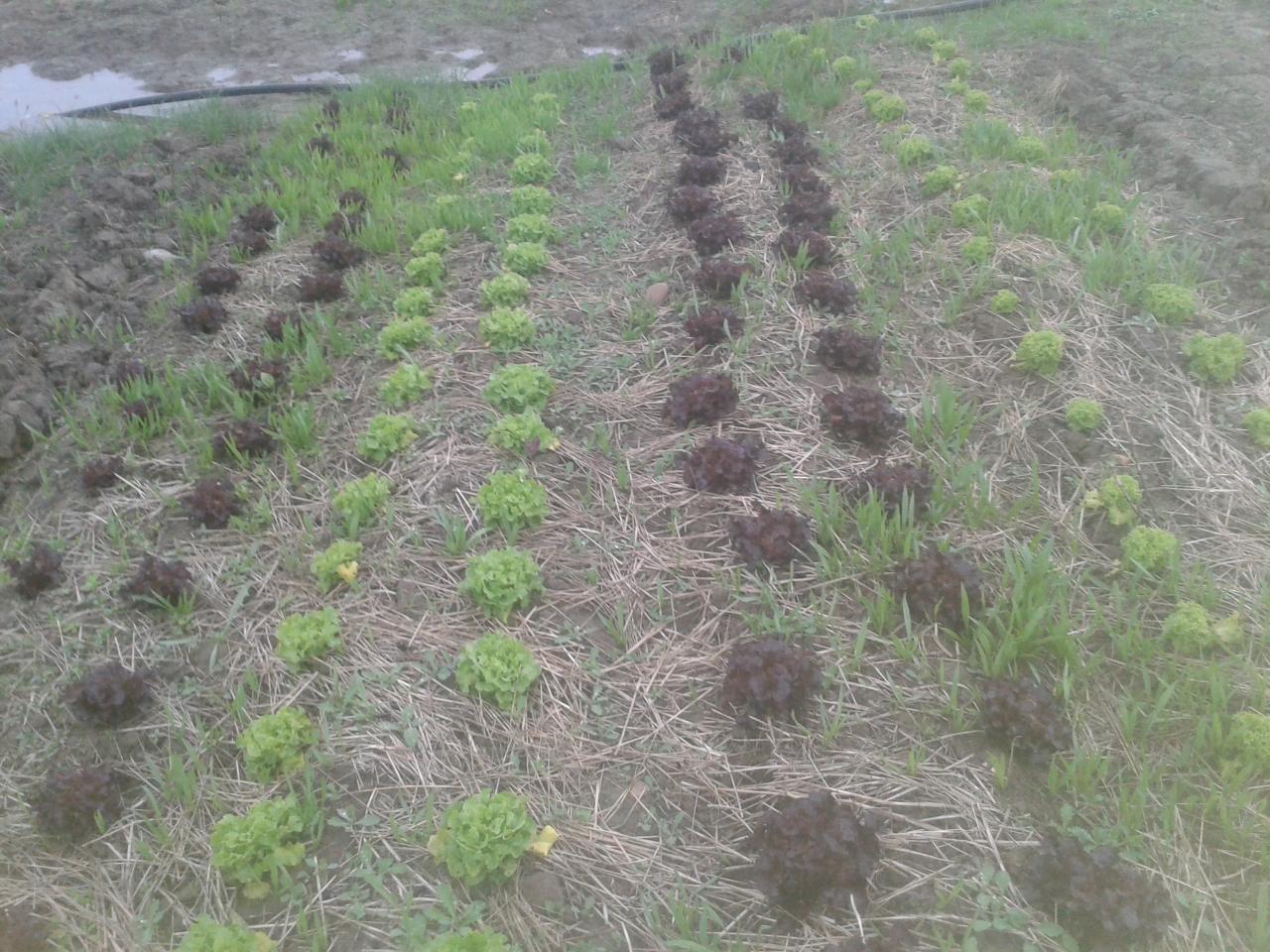 Salades sur parcelle sans travail du sol depuis 2 ans