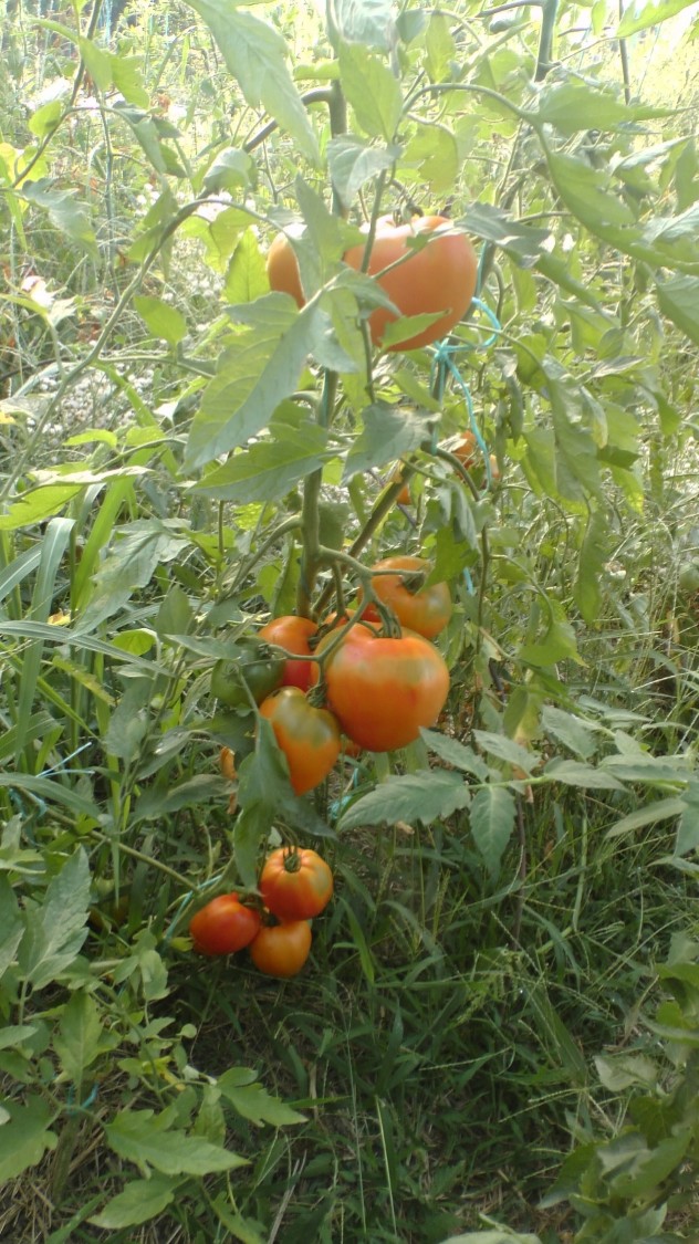 Tomate 41