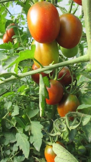 Tomates 11