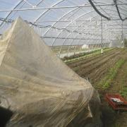 20140223 Pyramide de dynamisation utilisé en serre à plants