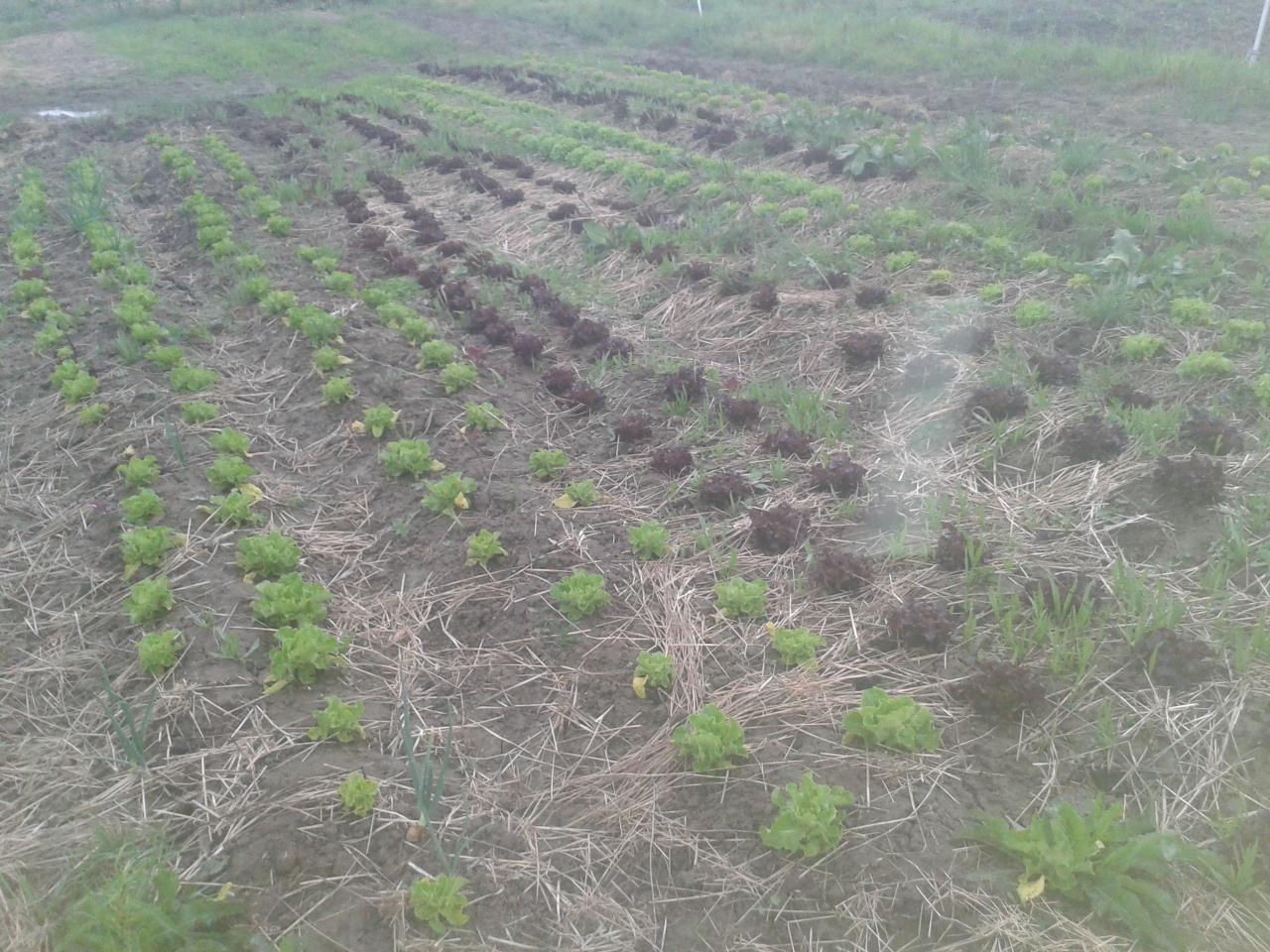 Jeunes salades plantées après occultation par bâche