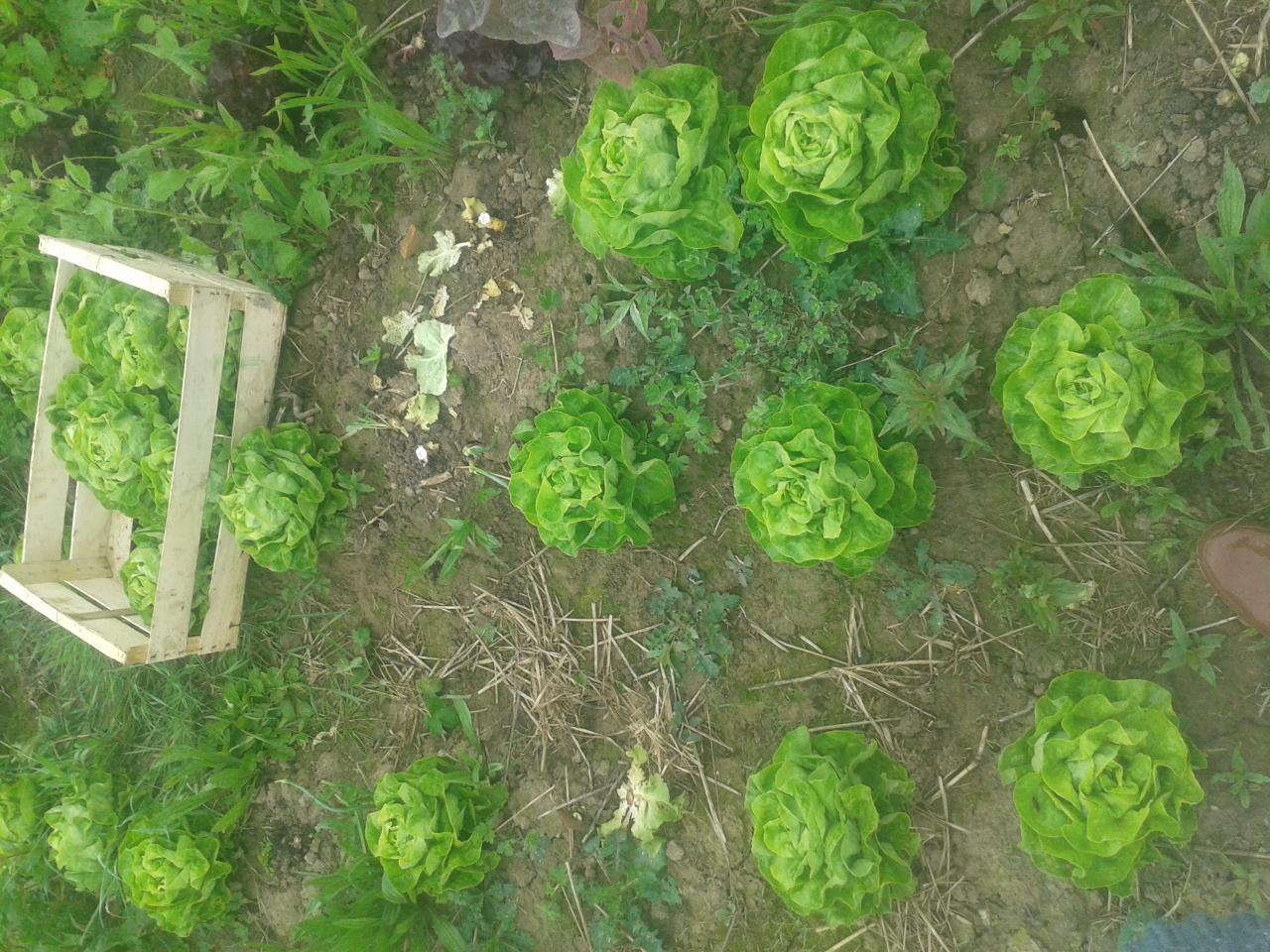Salades sur sol non travaillé depuis plus d'un an (occultation)