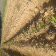 20140606 Haricots sec en magnétoculture