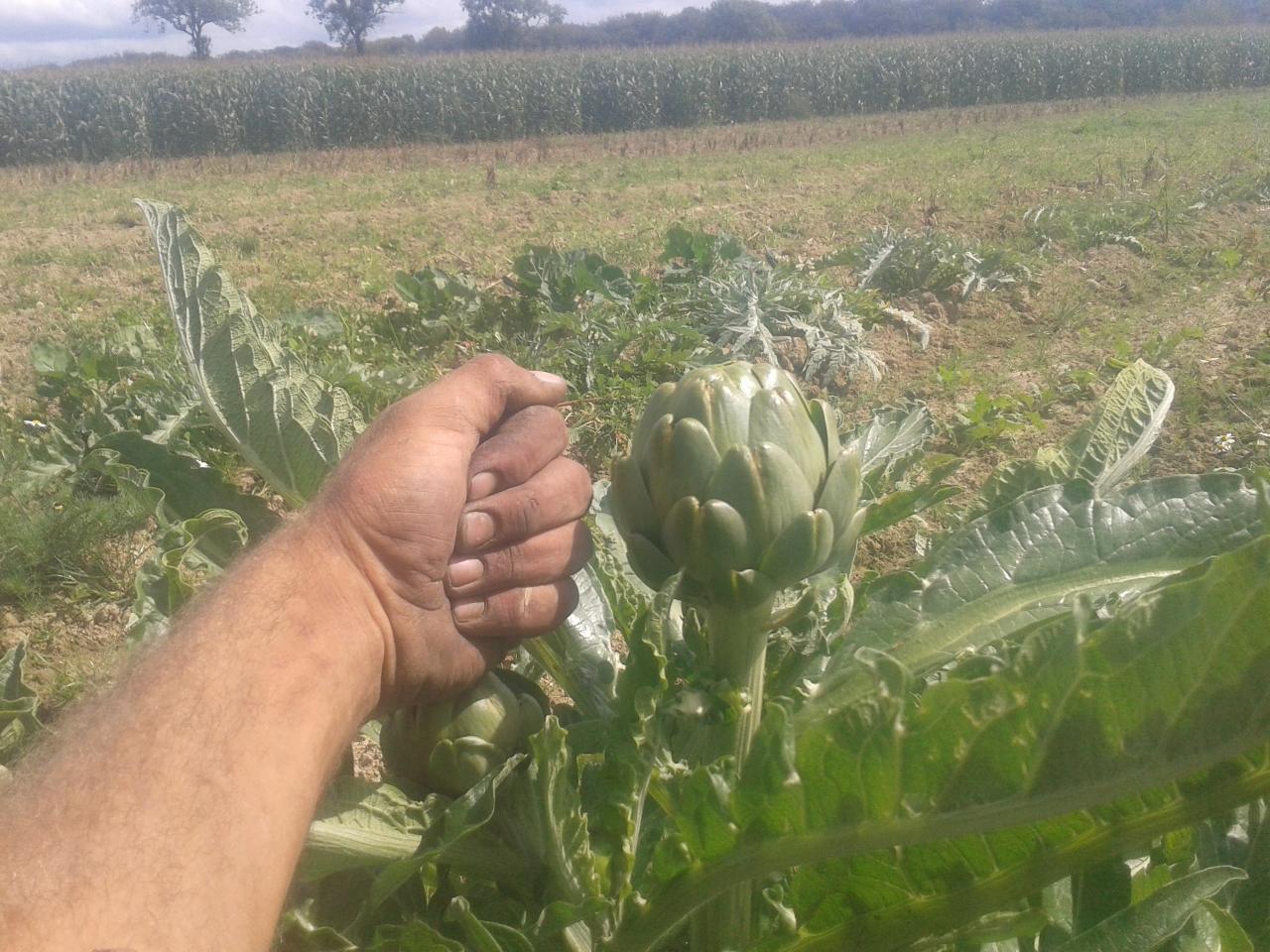 Artichaut à Faverois