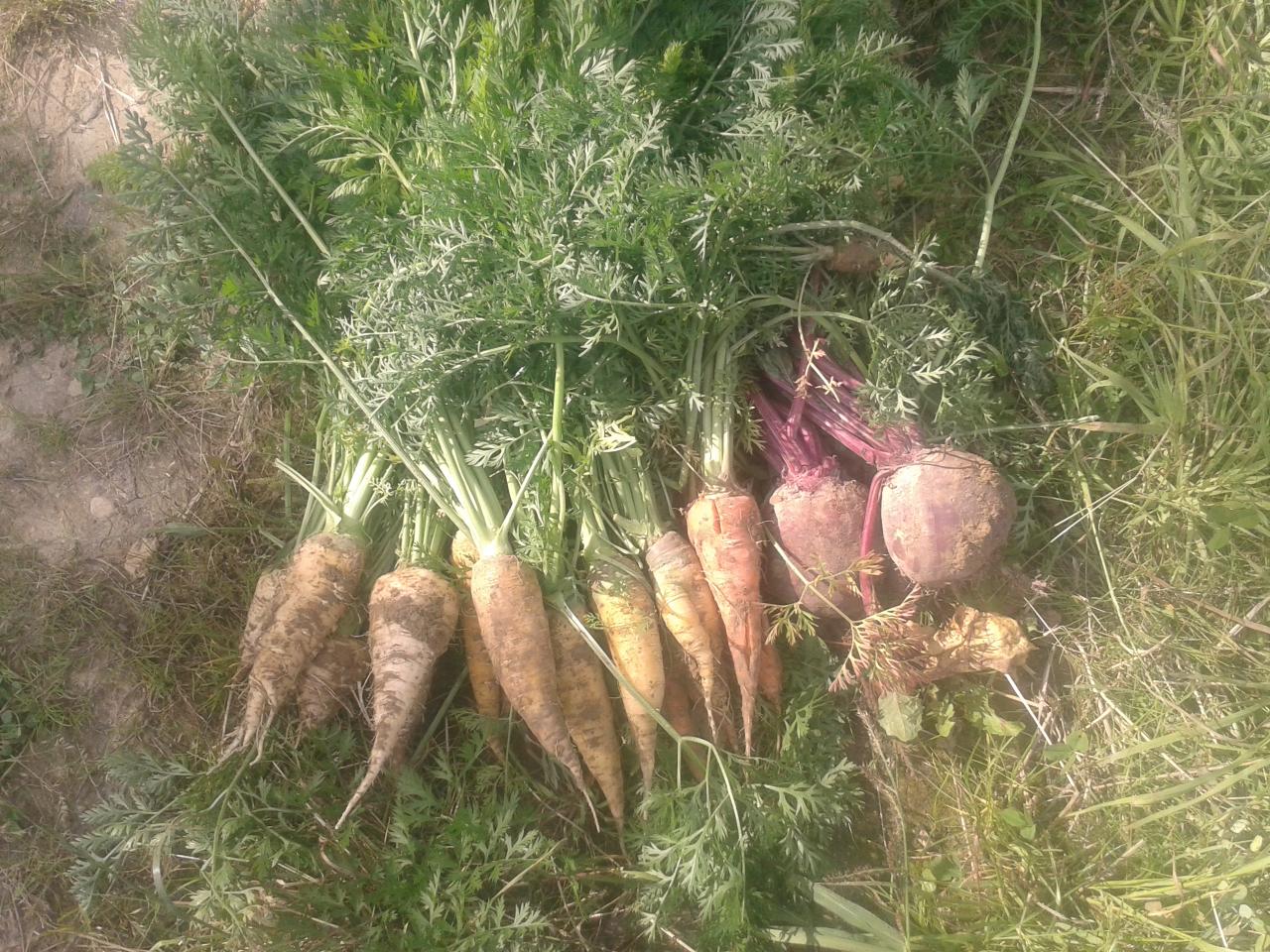 Carottes et betteraves