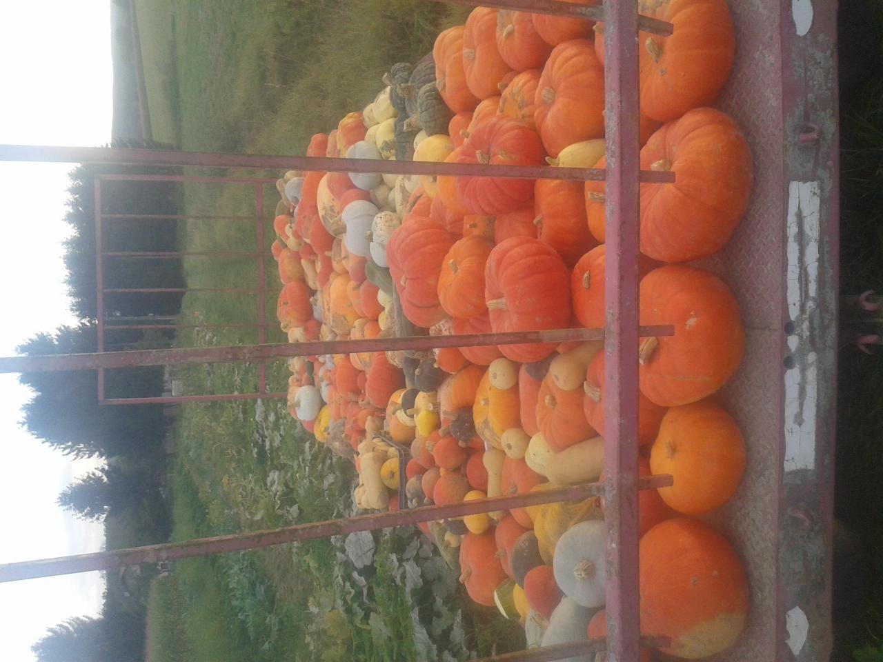 Récolte de Courges (un tiers de la récolte totale)