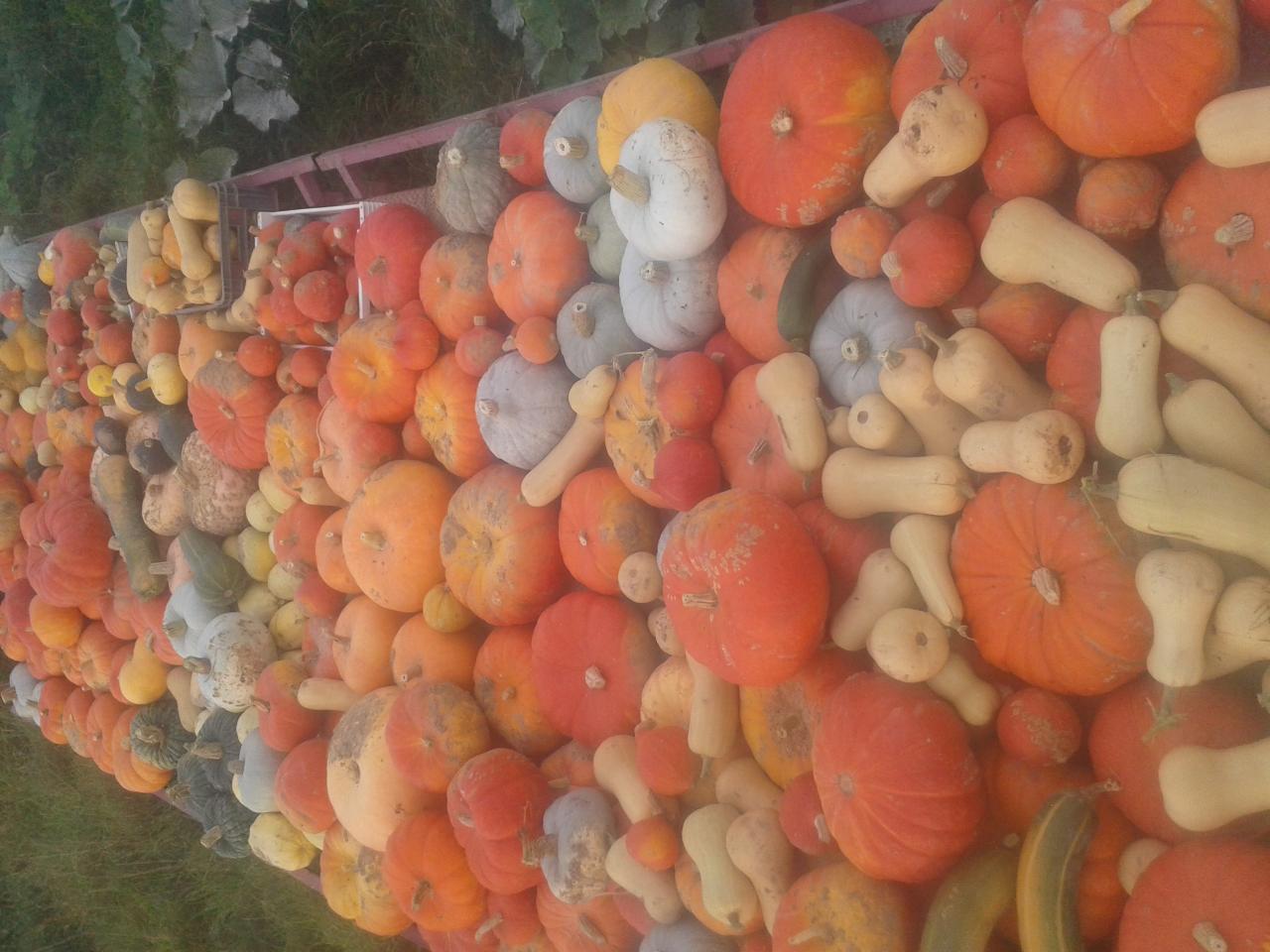 Récolte de Courges (un tiers de la récolte totale)