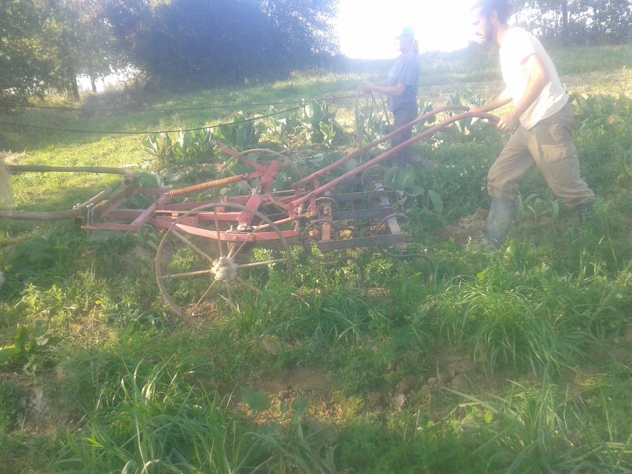 Binage des carottes avec la bineuse dirigeable Bové pour 2 billons