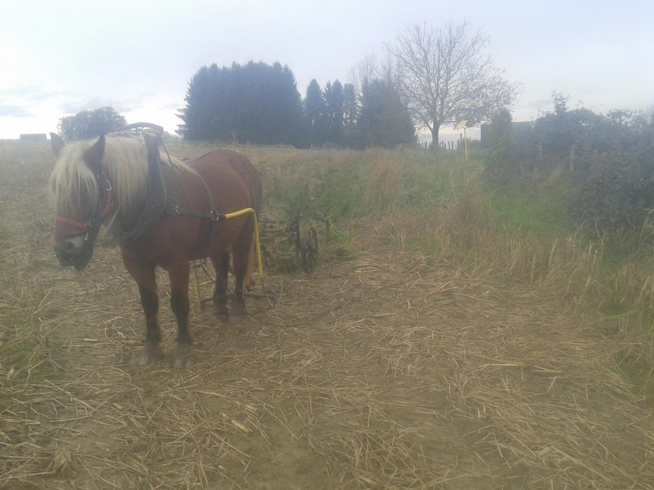 Cultivateur ancien 3 roues