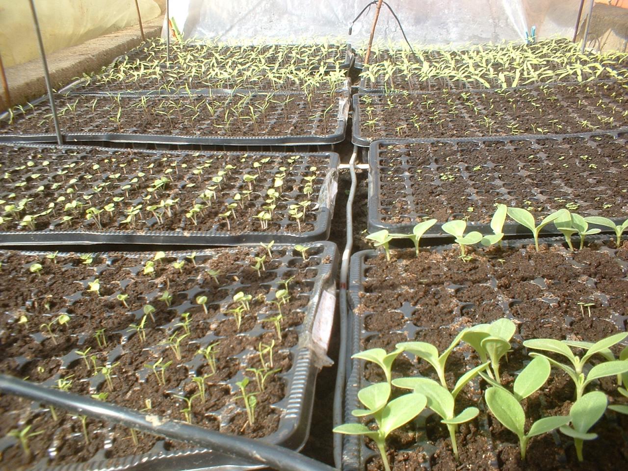 2010 Plants de légumes de la première année
