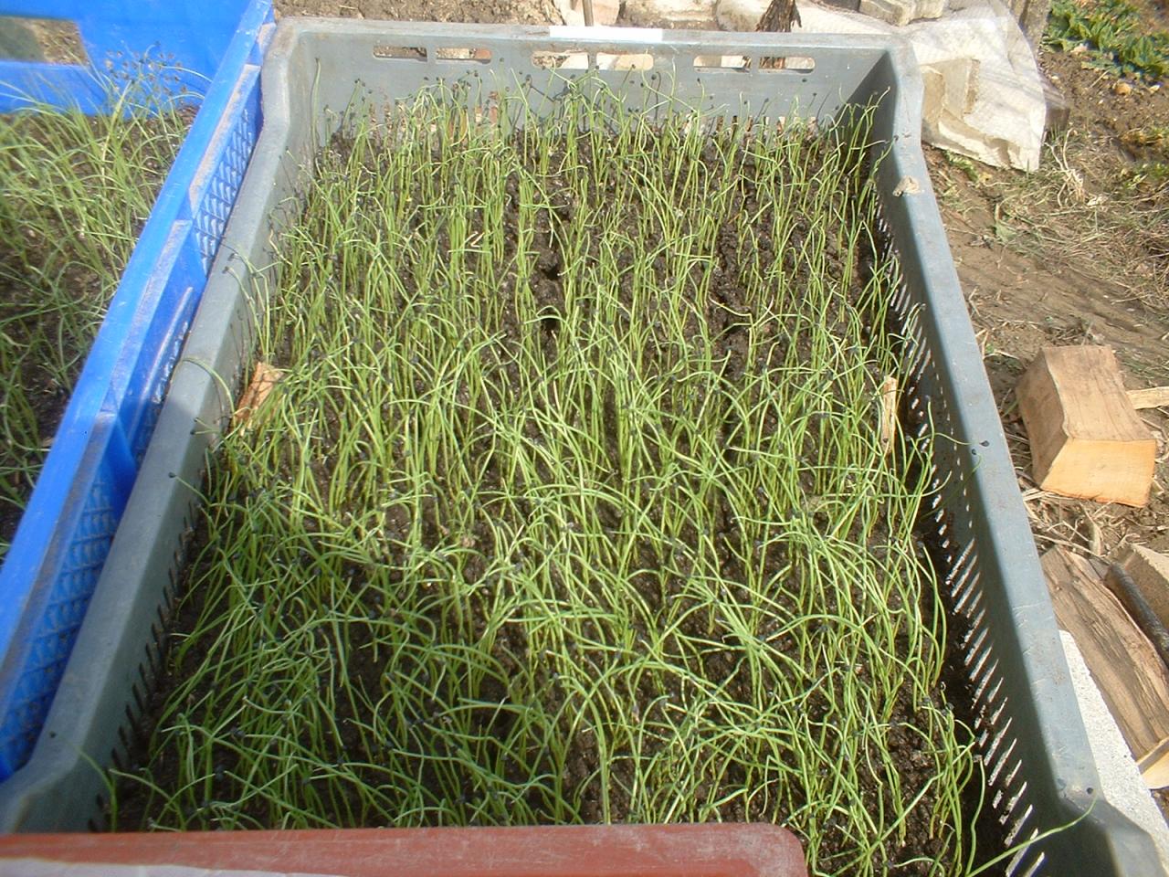 2010 Plants de légumes de la première année