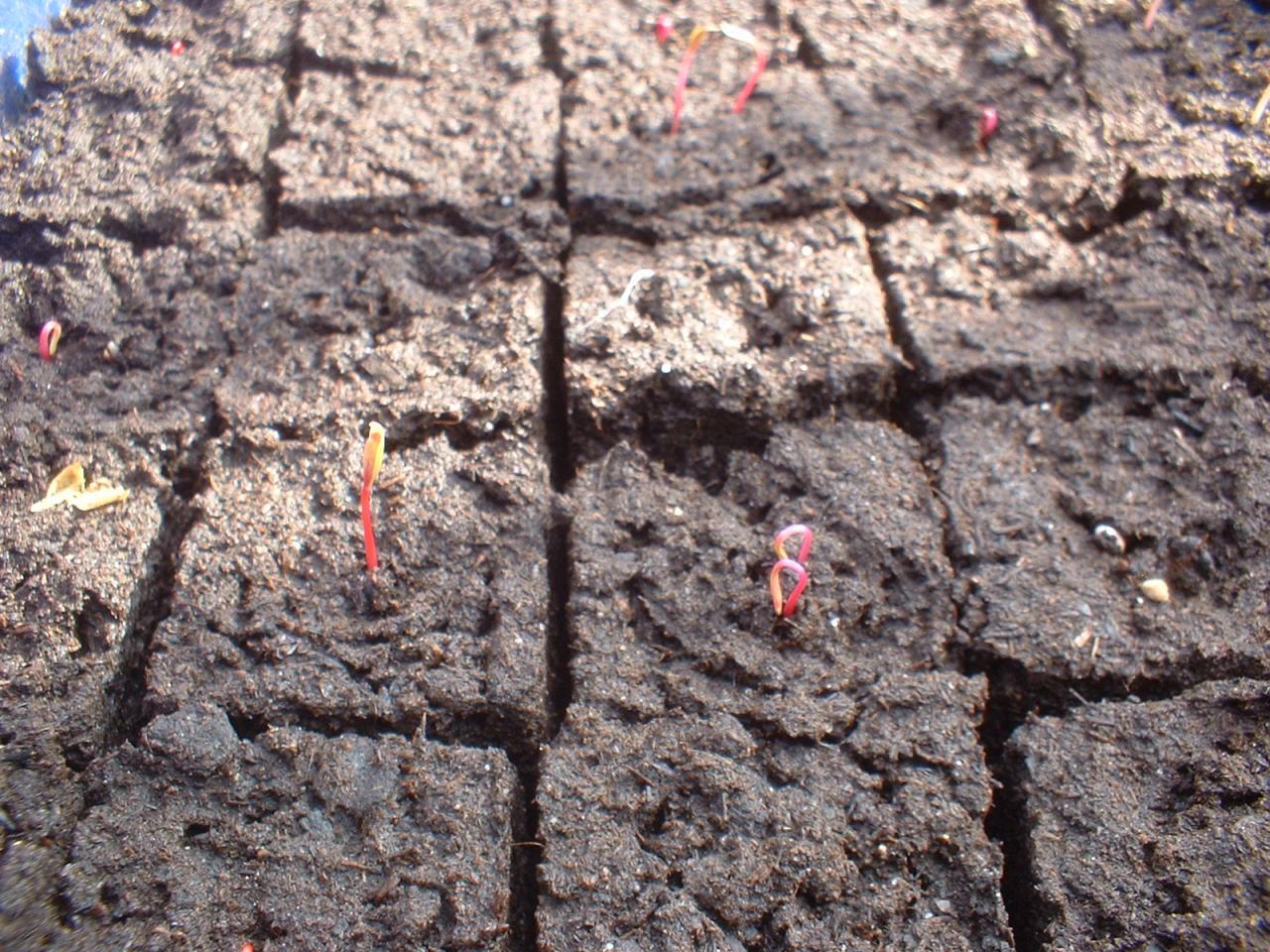 2010 Plants de légumes de la première année