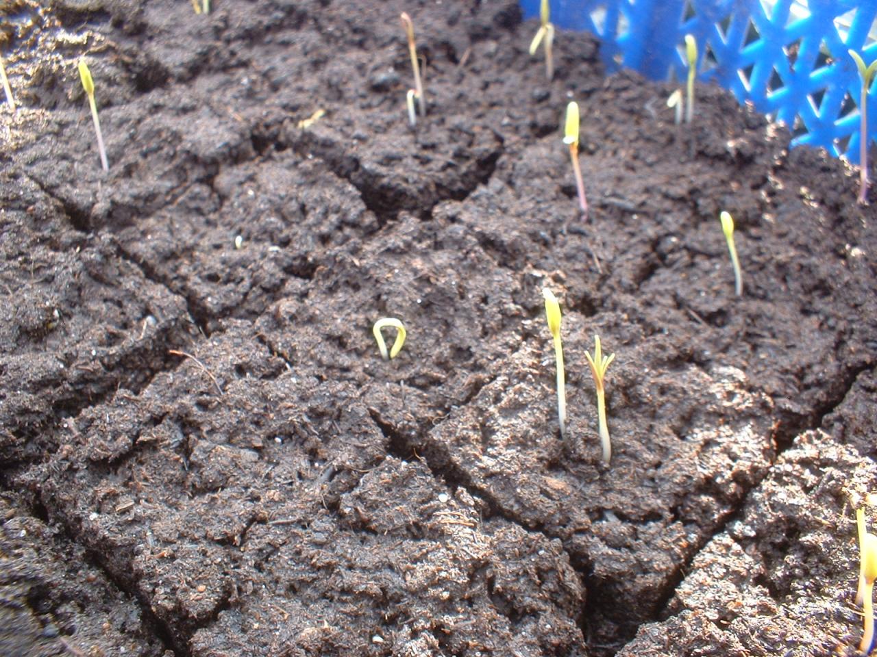 2010 Plants de légumes de la première année