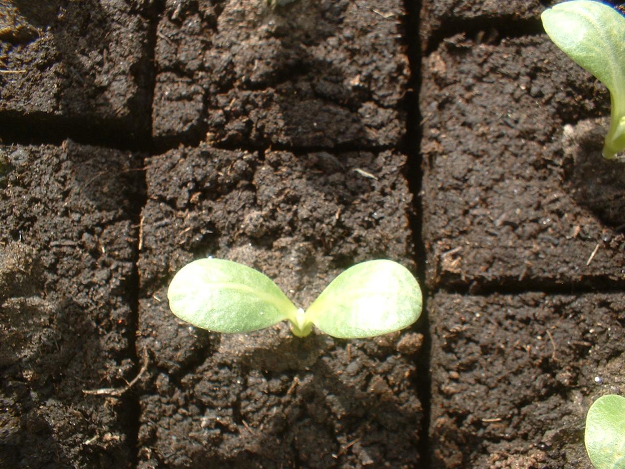 2010 Plants de légumes de la première année