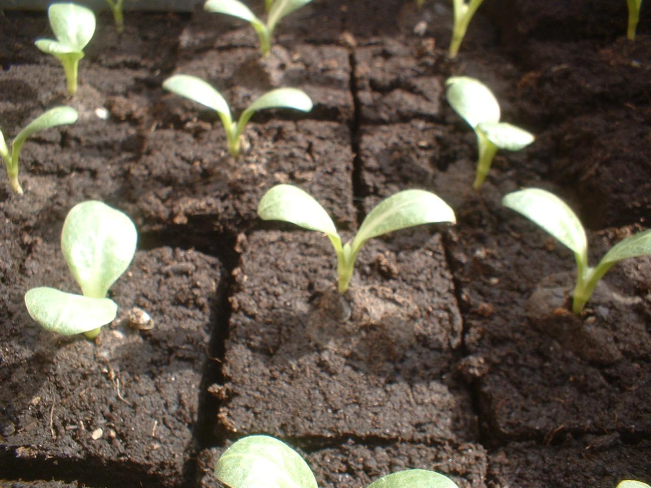 2010 Plants de légumes de la première année