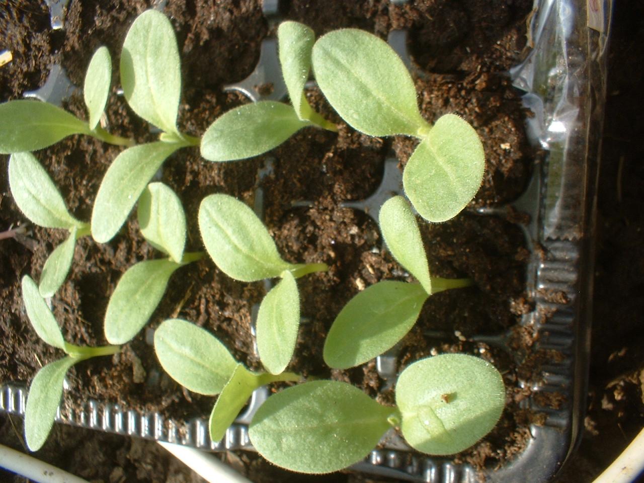 2010 Plants de légumes de la première année