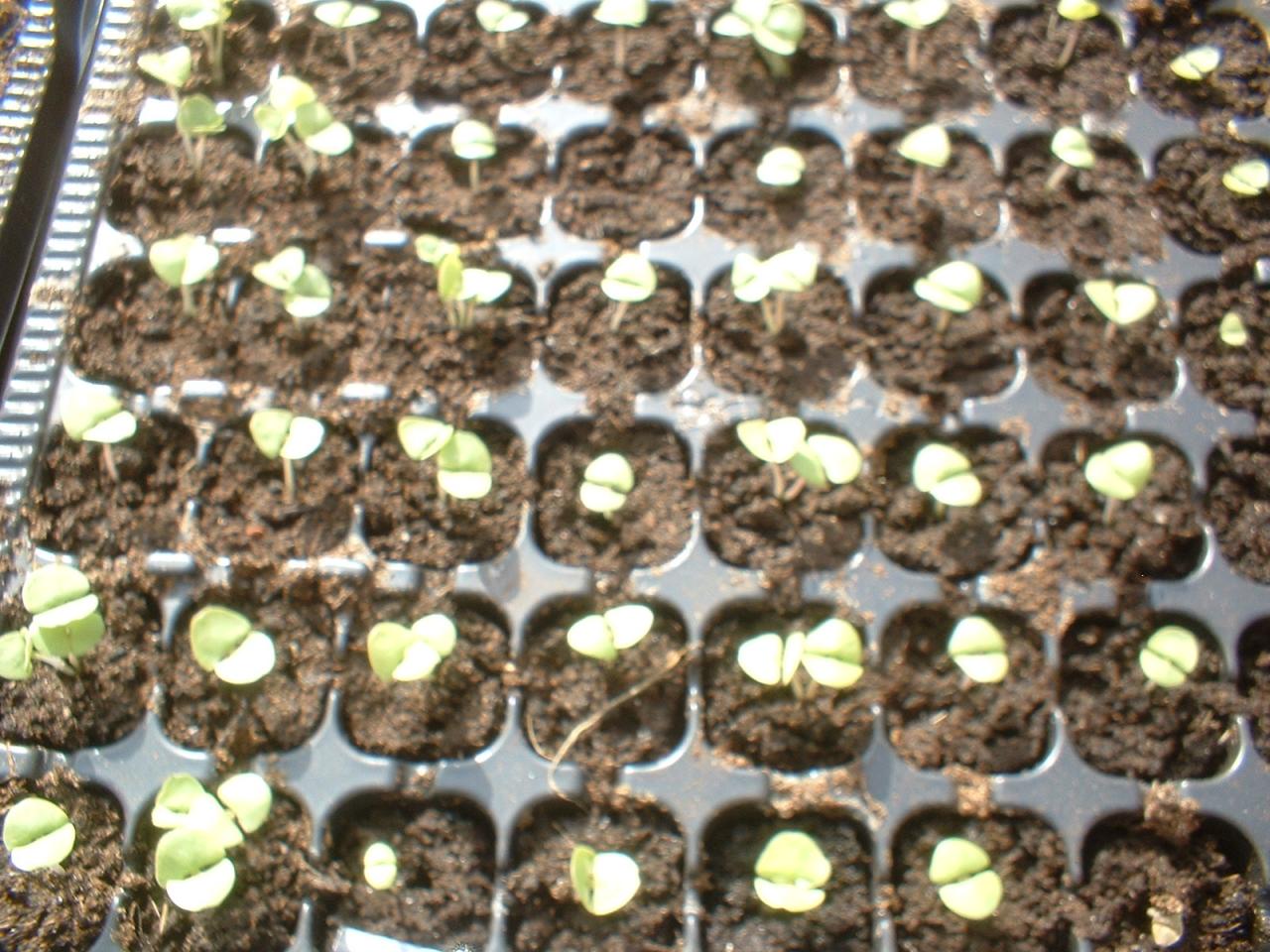 2010 Plants de légumes de la première année