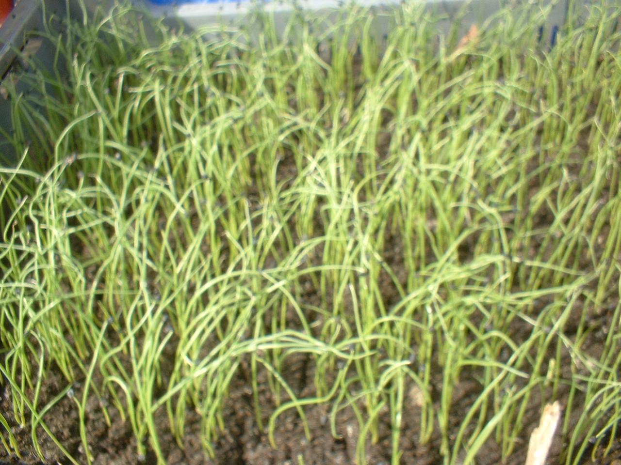 2010 Plants de légumes de la première année