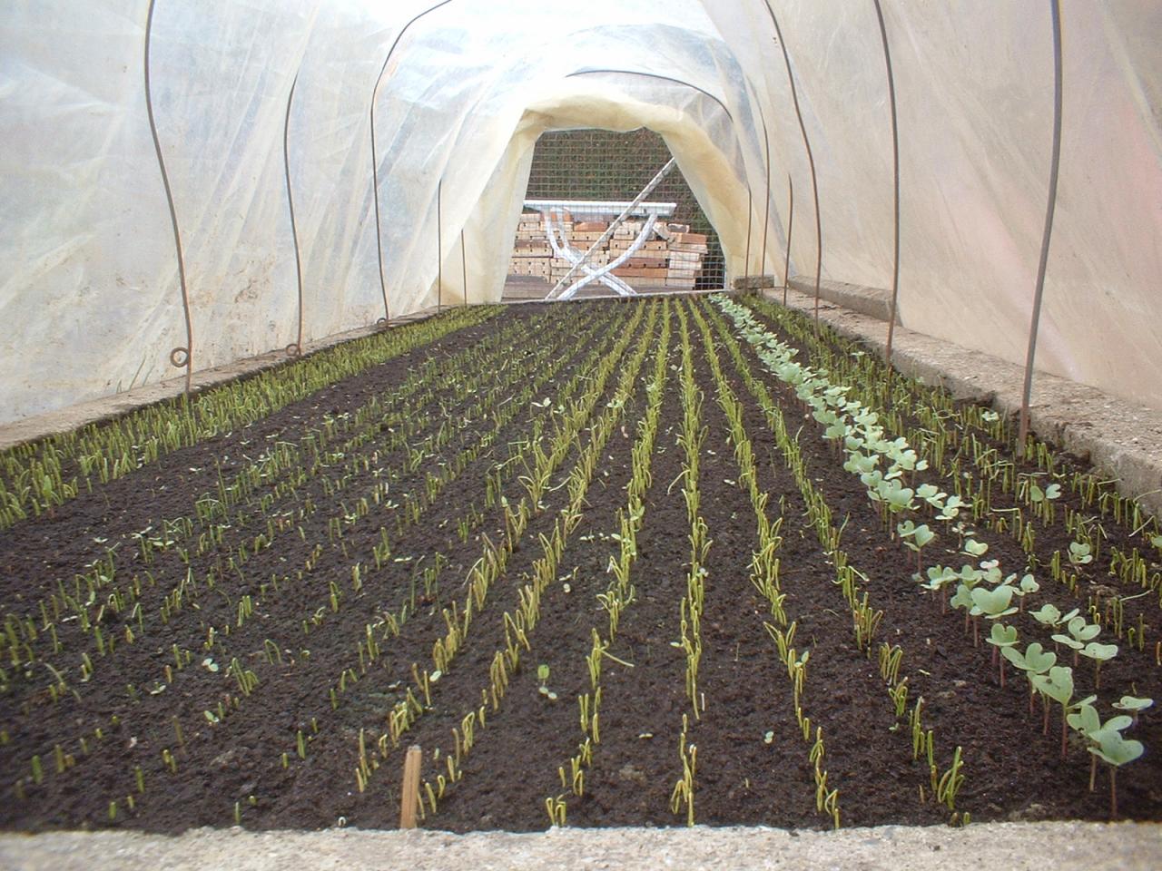 2010 Plants de légumes de la première année