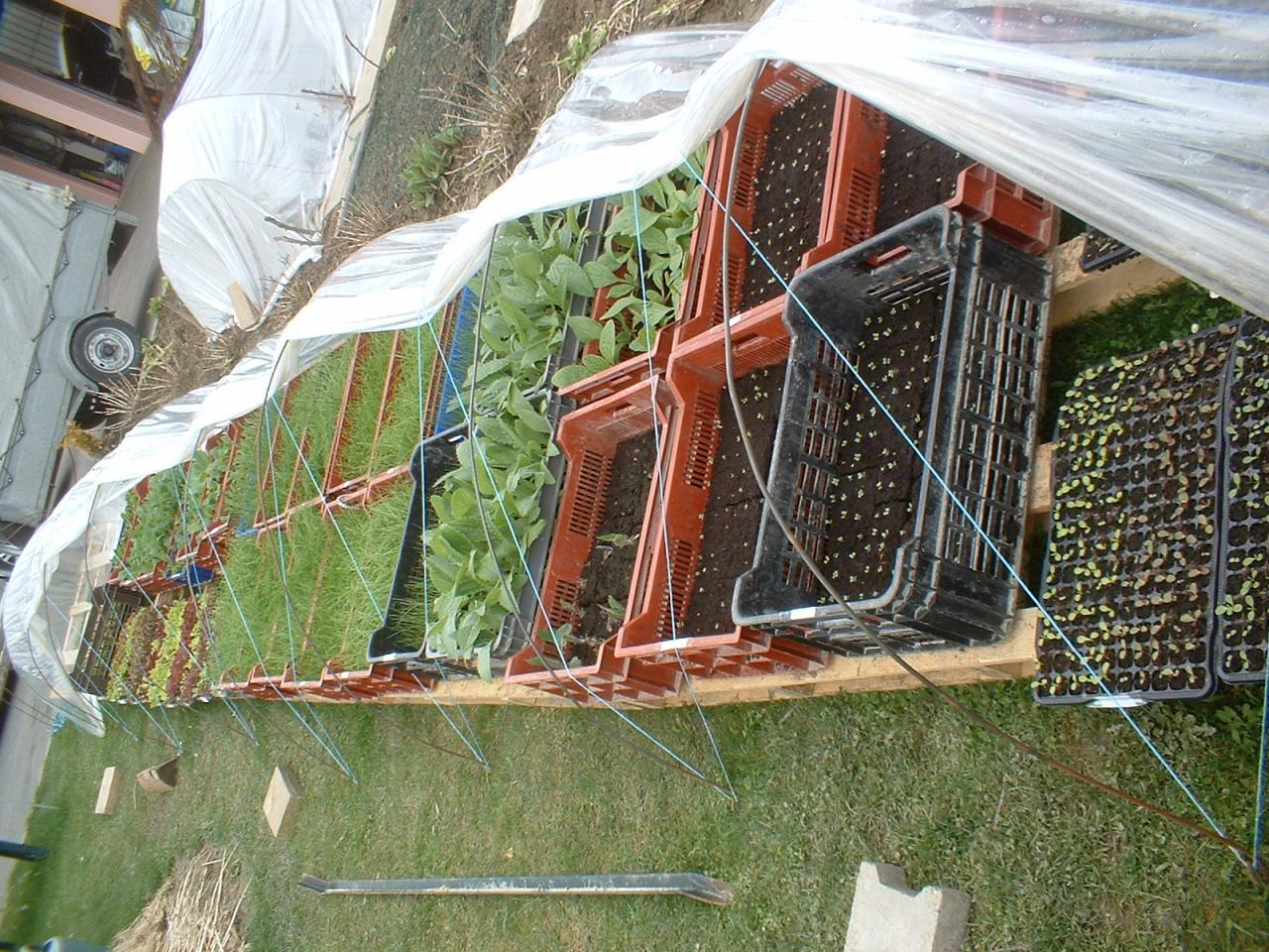 2010 Plants de légumes de la première année