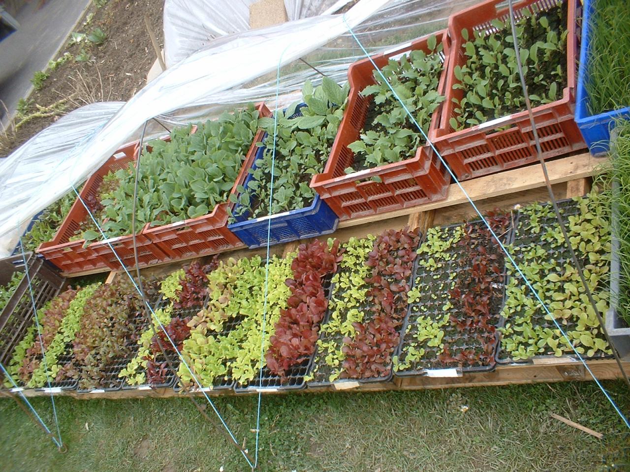 2010 Plants de légumes de la première année