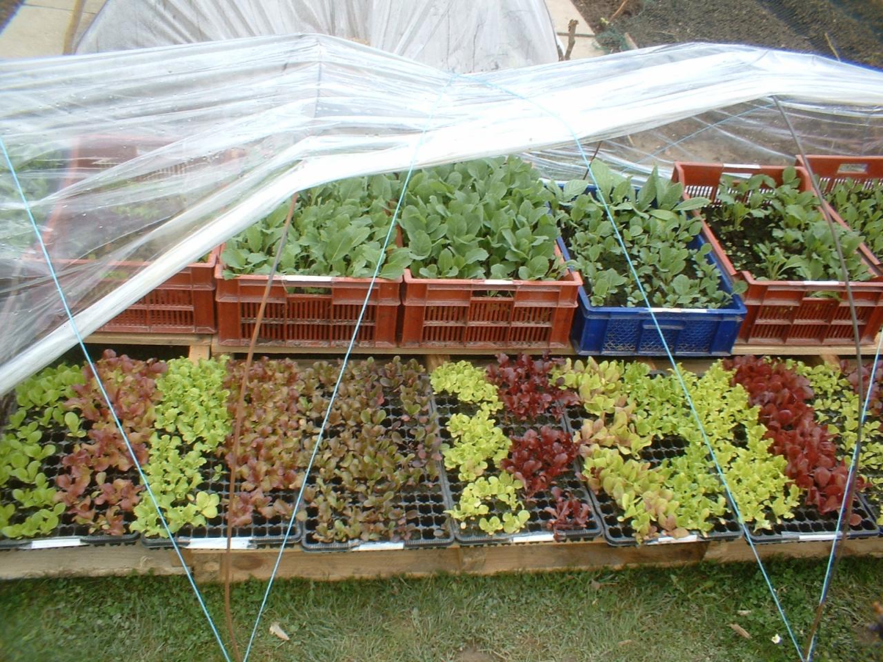 Salades et choux prêt à planter
