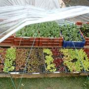 Salades et choux prêt à planter