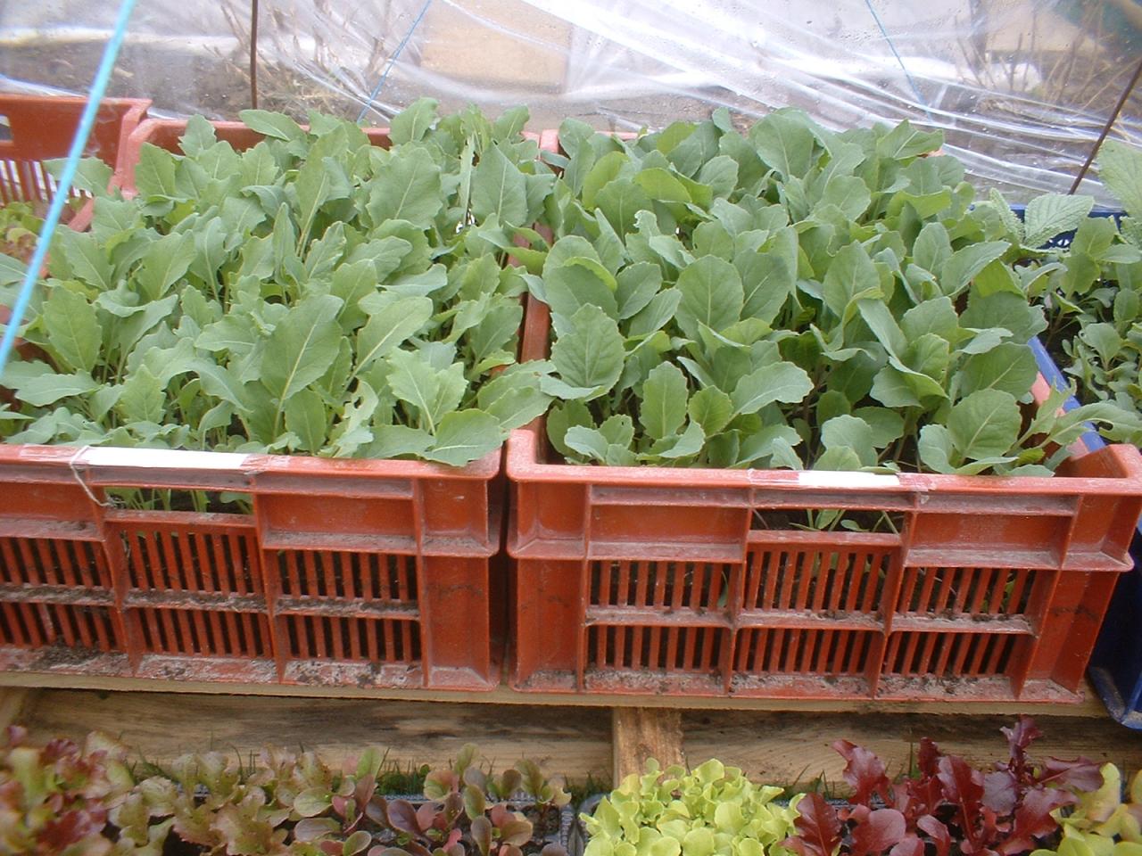 2010 Plants de légumes de la première année