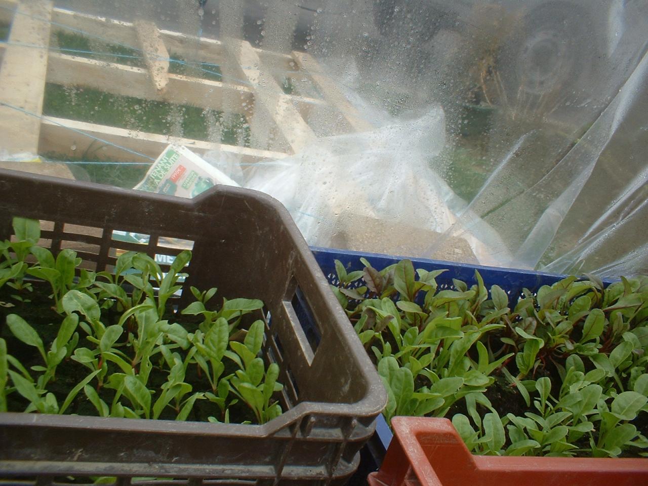 2010 Plants de légumes de la première année