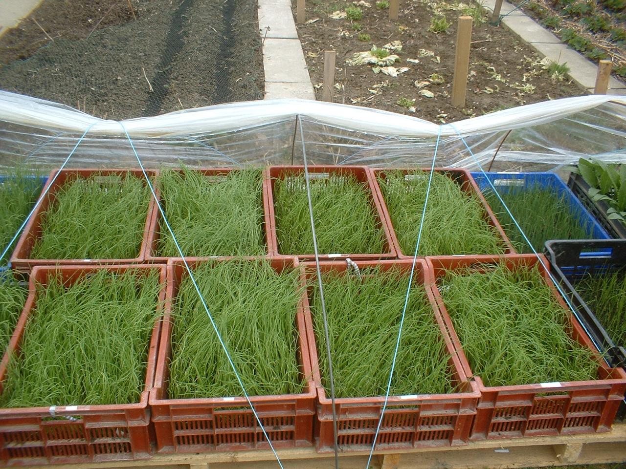 2010 Plants de légumes de la première année
