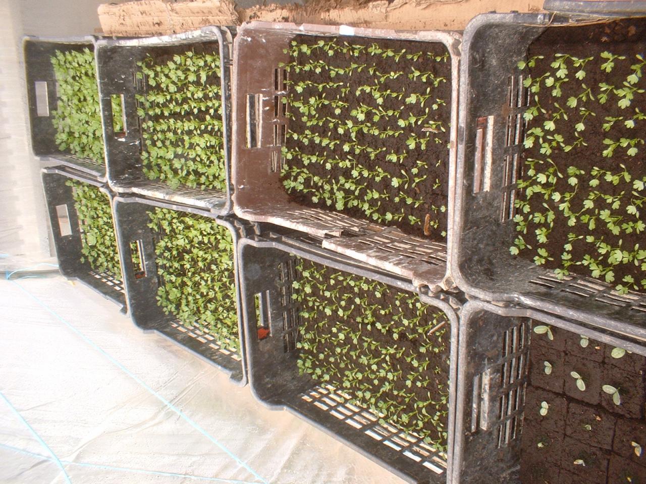 2010 Plants de légumes de la première année