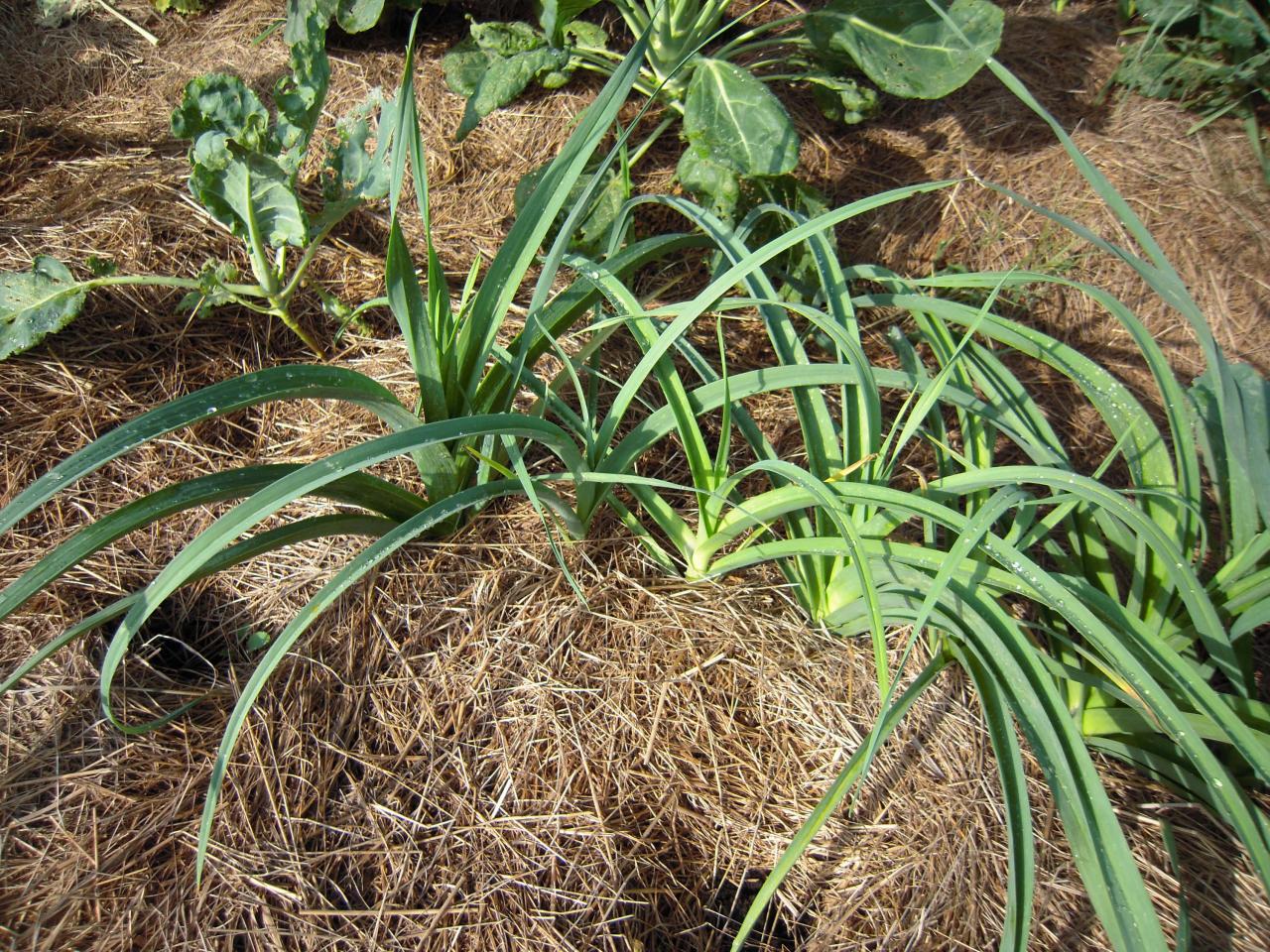Le jardin début août