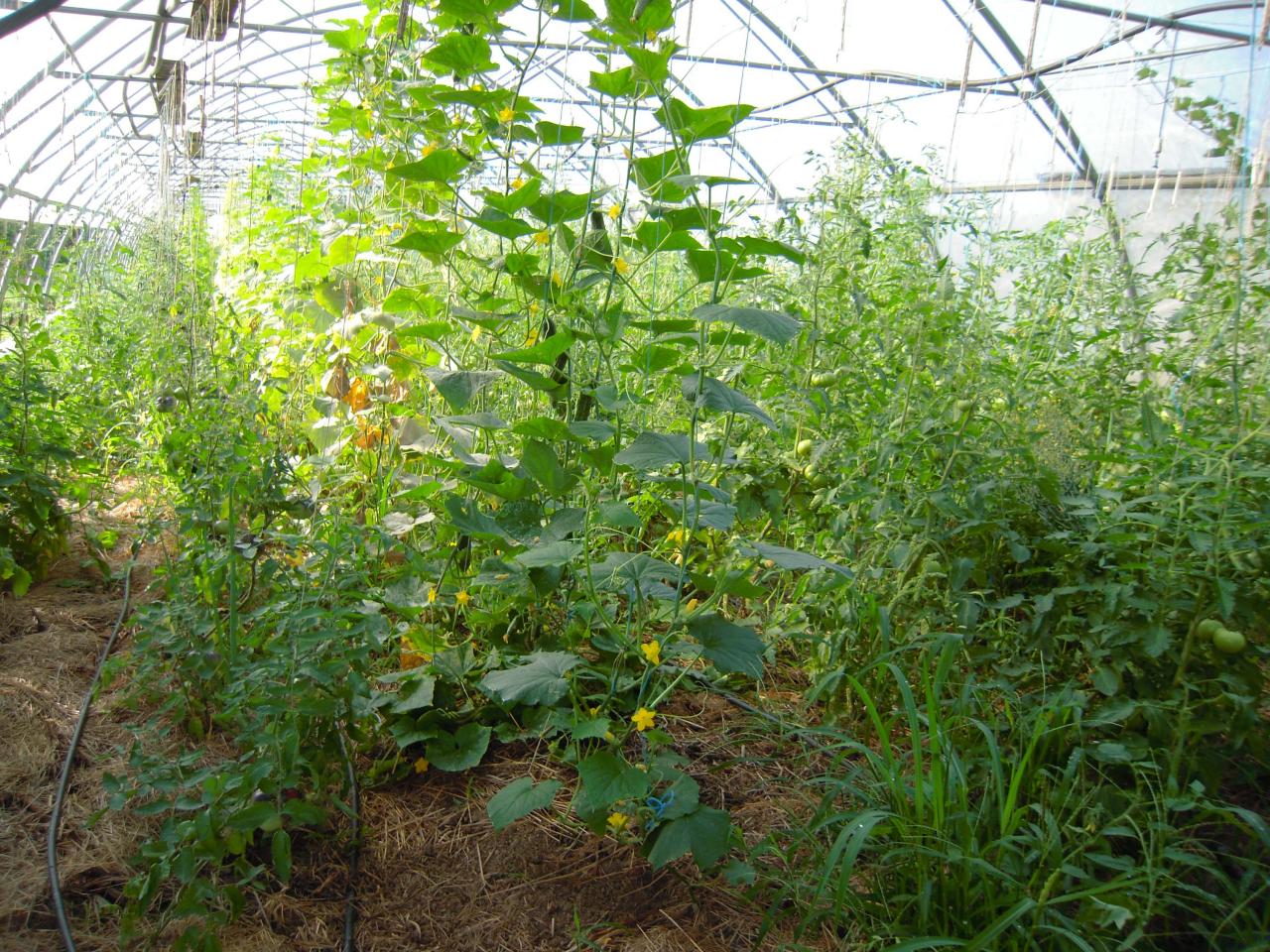 Le jardin début août