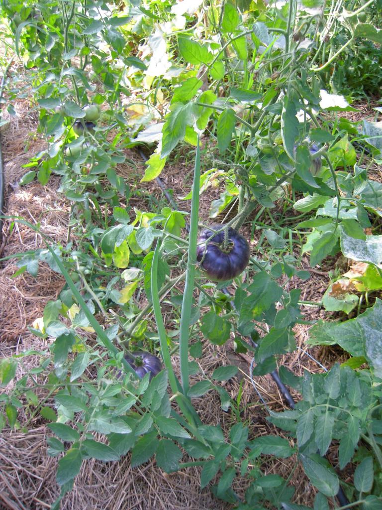 Le jardin début août