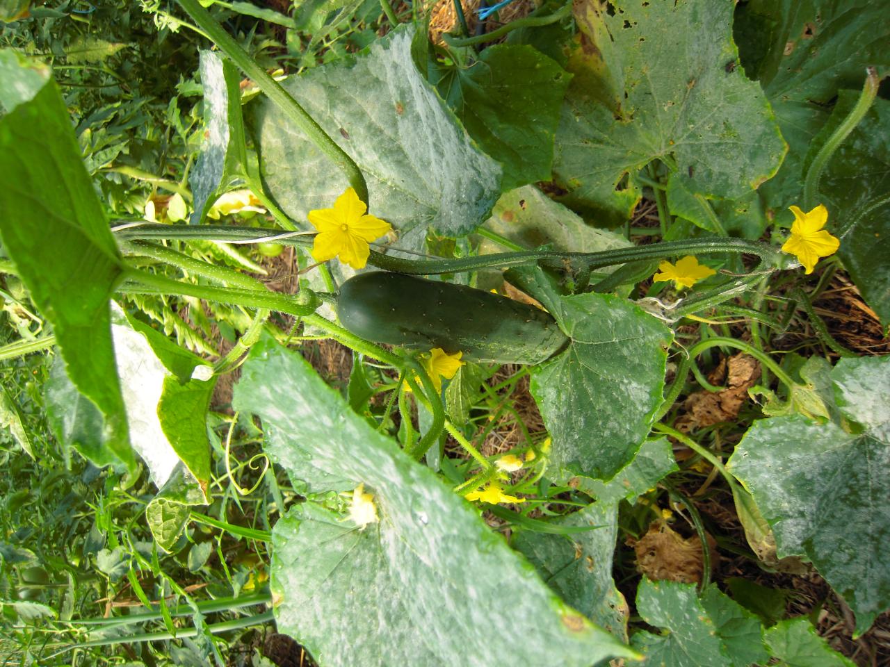 Le jardin début août