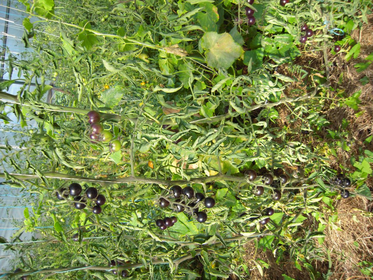 Le jardin début août