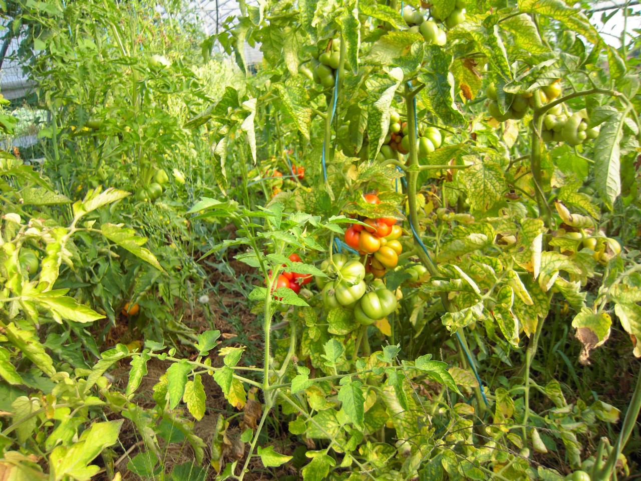 Le jardin début août