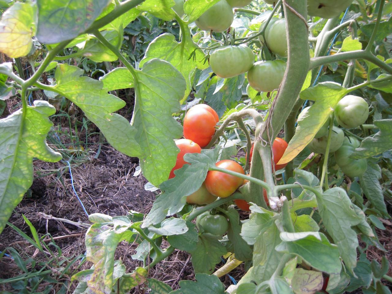 Le jardin début août