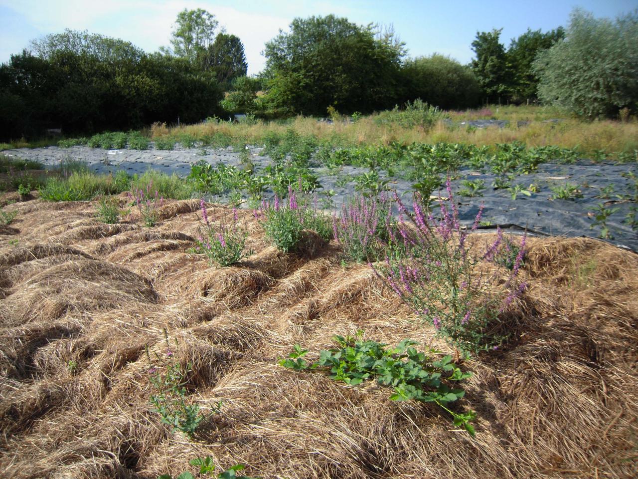 Le jardin début août