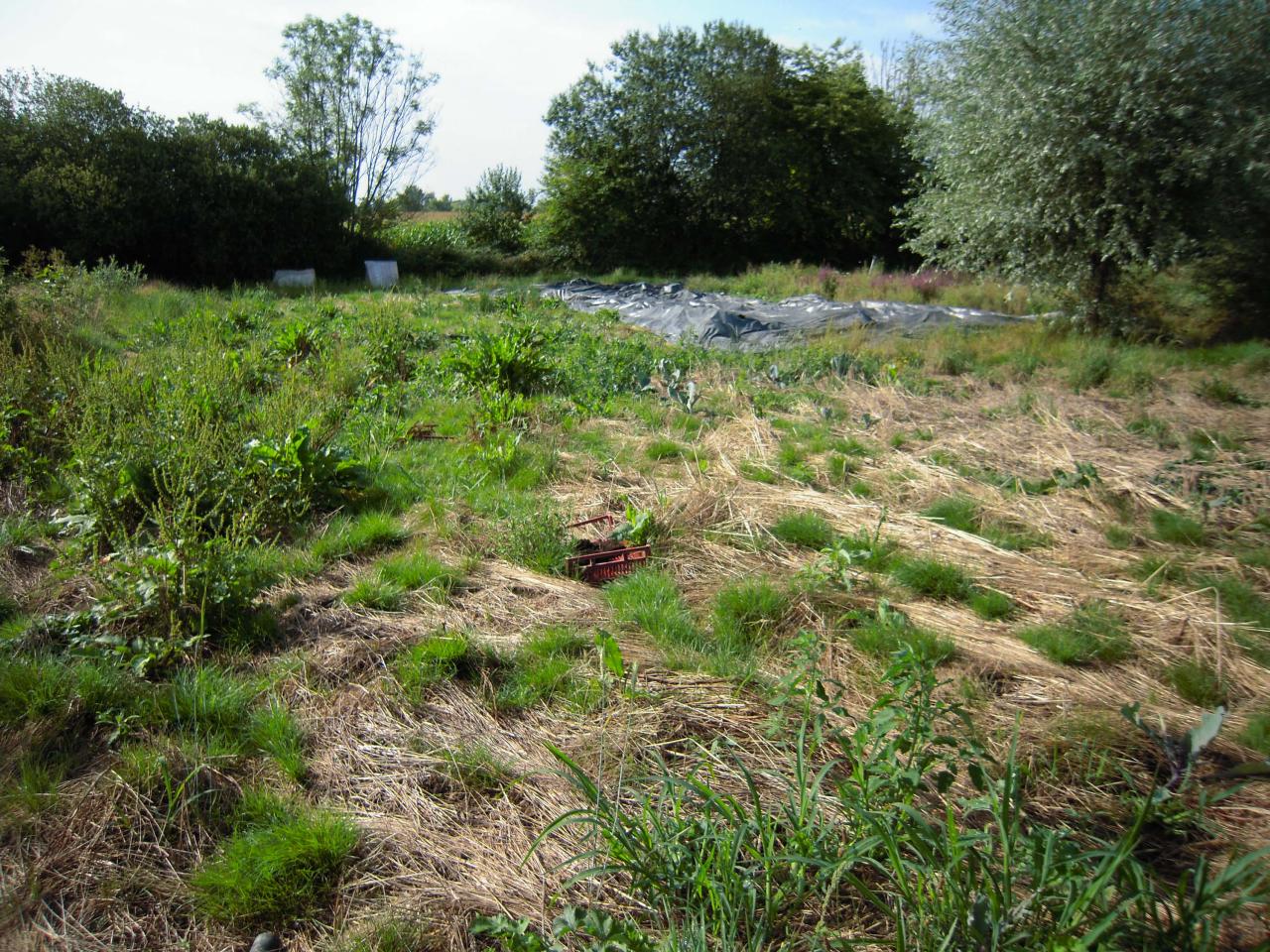 Le jardin début août