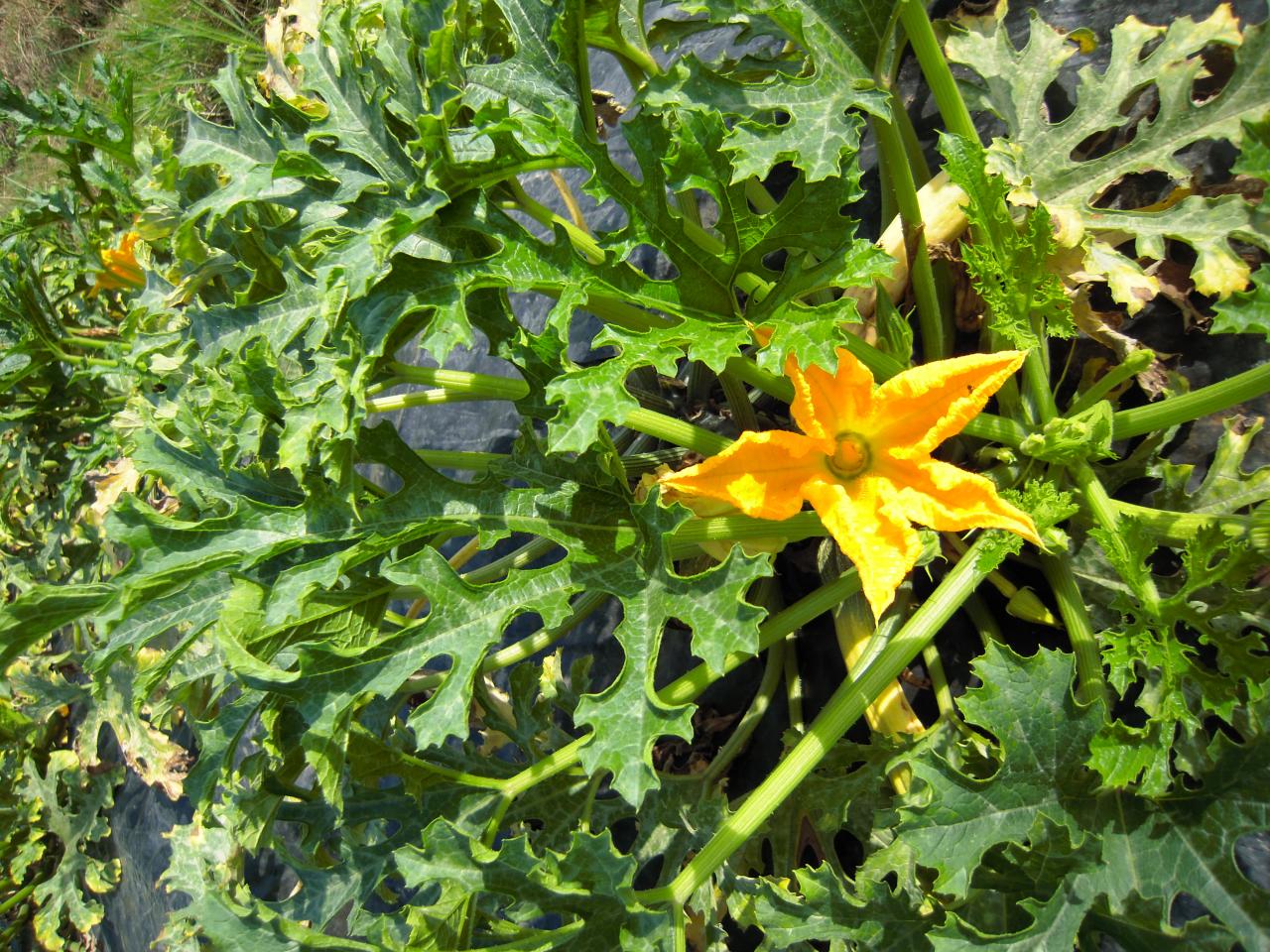 Le jardin début août