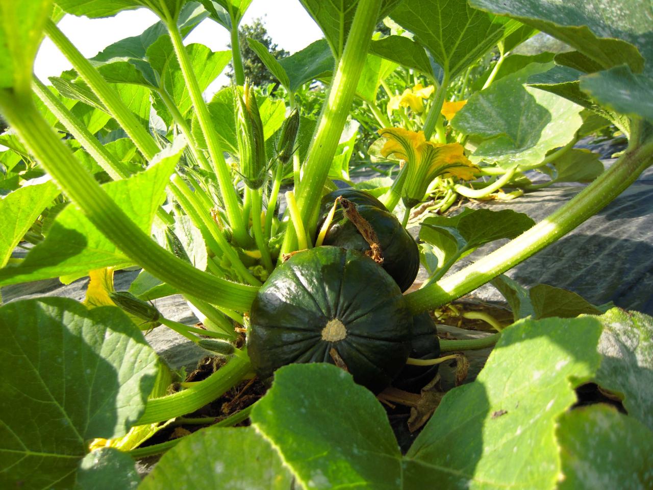 Le jardin début août