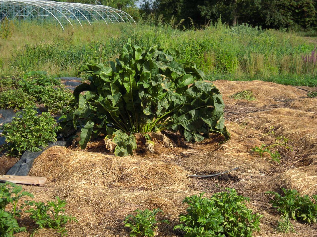 Le jardin début août