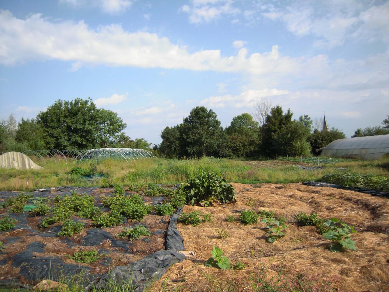 Le jardin début août