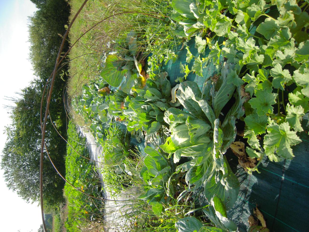 Le jardin début août