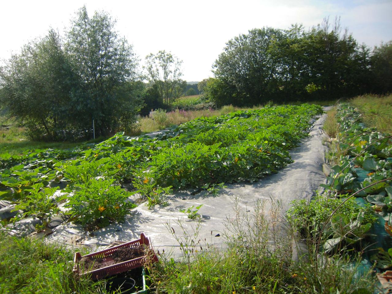 Le jardin début août