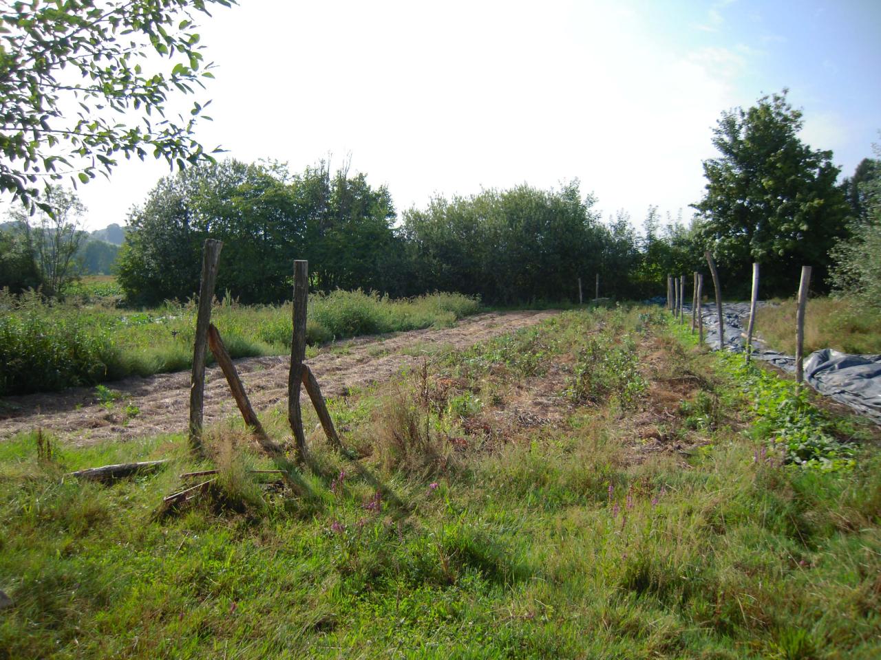 Le jardin début août