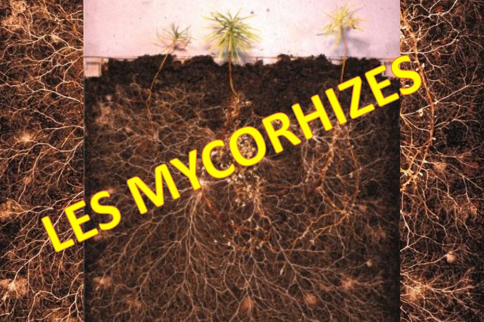 Mycorhyzes